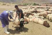 بروسلوز( تب مالت ) بلای خاموش